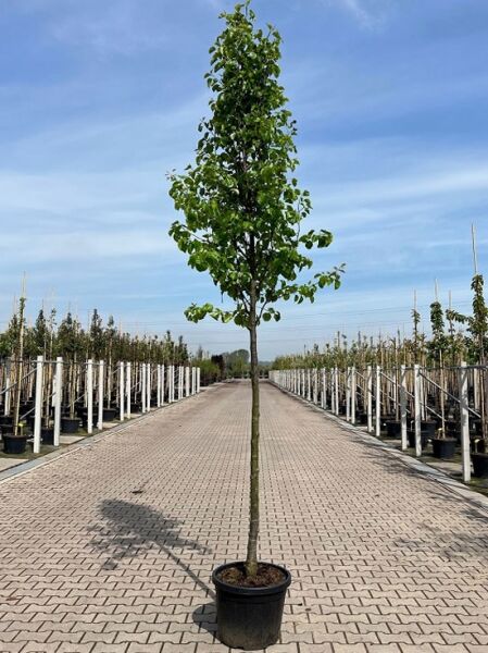 Chinesische Wild-Birne 'Chanticleer'  / Pyrus calleryana 'Chanticleer'