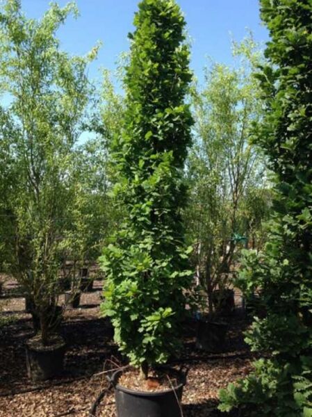 Quercus robur 'Fastigiata' / Säulen-Eiche 350-400 cm C90, säulenförmiger Baum im Container mit grünem Laub.