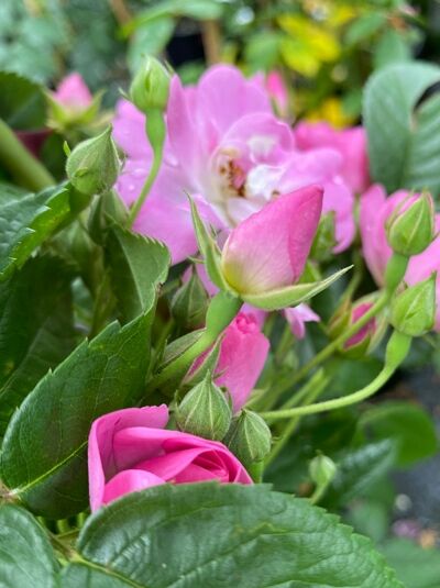 Kletterrose Rosa 'Appleblossum' mit rosa Blüten und Knospen zwischen grünen Blättern.