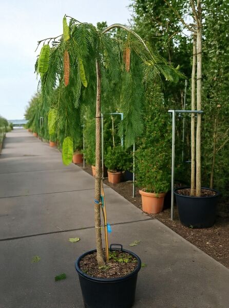 Albizia julibrissin 'Pendula' Hängender Seidenbaum, Hochstamm im Container, mit hängender Krone und grünen Schoten