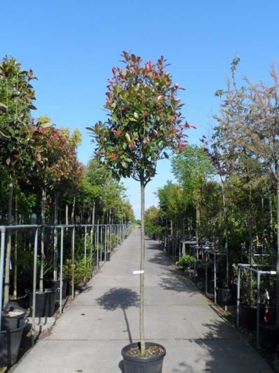Glanzmispel 'Red Robin' (Hochstamm / Stmmchen) - Photinia fraseri 'Red  Robin'