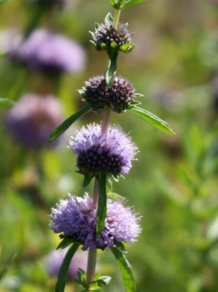 Wasserrand Minze / Mentha cervina