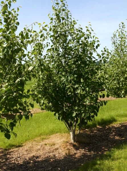 Weißrindige Himalaja-Birke Betula utilis 'Doorenbos', 300–350 cm, mehrstämmiger Baum mit grünem Laub und heller Rinde
