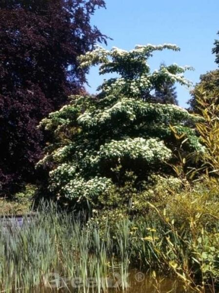 Cornus controversa / Pagoden-Hartriegel