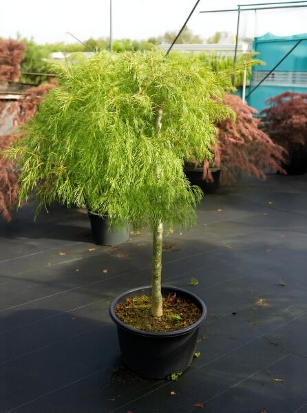 Grüner Schlitz-Ahorn Acer palmatum 'Dissectum' auf Stamm 80 cm, im Container C35, mit überhängender grüner Krone