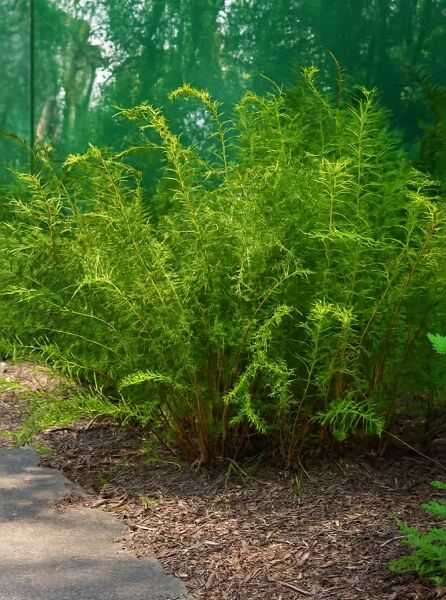 Schnellenbaum-Wurmfarn (Dryopteris filix-mas) 'Linearis Polydactylon' mit filigranen, schmalen, hellgrünen Wedeln im Beet.