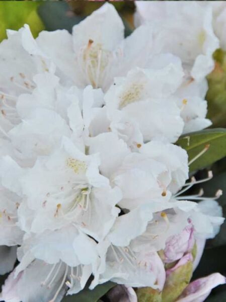 Rhododendron Hybride 'Boule de Neige' / Rhododendron 'Boule de Neige'