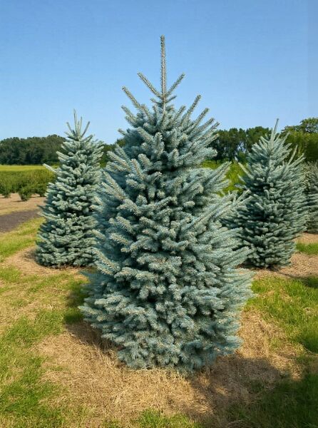 Picea pungens 'Blue Diamond' / Kegel-Blaufichte 'Blue Diamond' 200-250 cm m. Db., blaugrüne, kegelförmige Konifere im Feld.