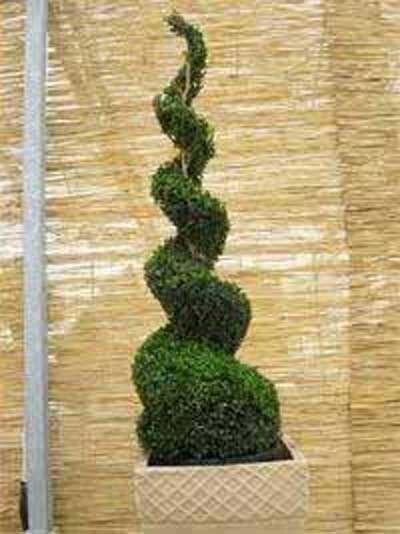 Buchsbaum-Spirale 'Spirale' / Buxus sempervirens 'Spirale'