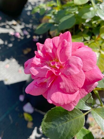 Rosa 'Mirato ®' / Bodendeckerrose 'Mirato' mit pinker, gefüllter Blüte und grünen, glänzenden Blättern