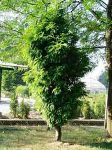 Gleditsia triacanthos 'Elegantissima' / Dreidorniger Lederhülsenbaum 'Elegantissima' / Gleditschie 'Elegantissima'