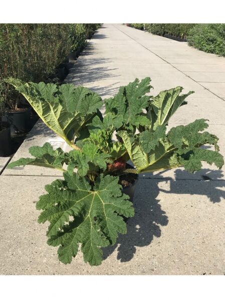 Gunnera manicata (Mammutblatt/Riesen-Rhabarber) C20 im Topf mit großen, tief gelappten grünen Blättern auf kräftigen Stielen.