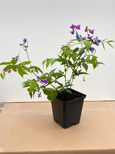 Lathyrus vernus (Frühlingsplatterbse) P9, Topfpflanze mit grünem Laub und violett-blauen Blütenständen