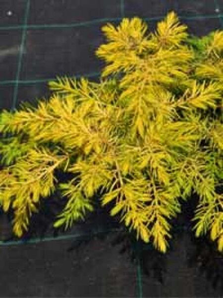 Juniperus conferta 'Allgold' / Gelber Kriech-Wacholder 'Allgold'
