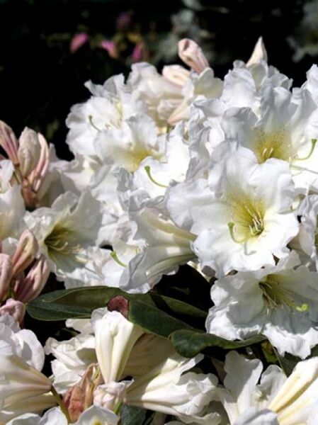 Rhododendron fortunei (Rhododendron fortunei) mit weißen Blüten und gelbgrüner Zeichnung, teils mit Knospen und dunkelgrünen Blättern