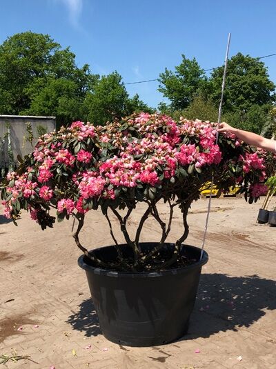 Rhododendron yakushimanum 'Sneezy' Schirmform / Rhododendron 'Sneezy' H: 140 cm B: 200 cm (6011)