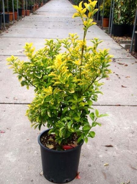Japanischer Spindelstrauch 'Aureus' (Euonymus japonicus) 50–60 cm im Topf, buschiger Wuchs mit gelb-grünem Laub.