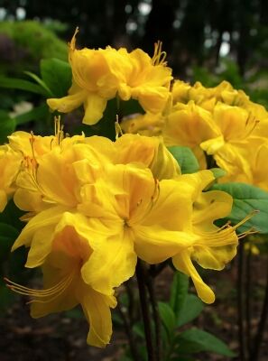 Gelb blhende Rhododendron und Azaleen gnstig kaufen