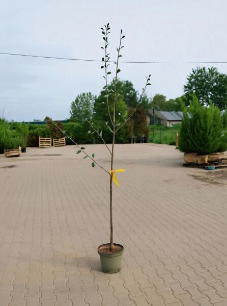 Prunus cerasus 'Schattenmorelle' – Sauerkirsche 'Schattenmorelle' – junger Baum im Topf, 150–175 cm, C7