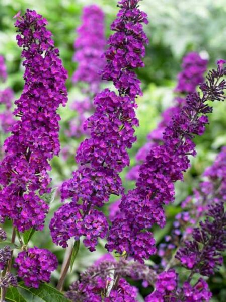Sommerflieder 'Royal Red' / Schmetterlingsstrauch 'Royal Red' / Buddleja davidii 'Royal Red'