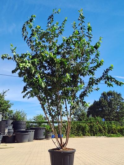 Winterkirsche 'Autumnalis' 300-350 cm Schirmform / Prunus subhirtella 'Autumnalis' (1577148)