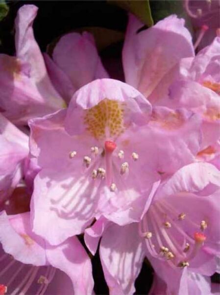 Rhododendron Hybride 'Parsons Gloriosum' / Rhododendron 'Parsons Gloriosum'