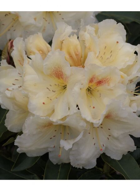 Rhododendron Hybride 'Junimond' / Rhododendron 'Junimond'