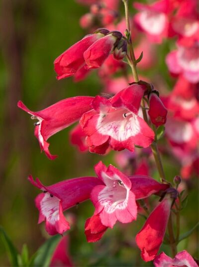 Penstemon cultorum 'Flamingo' / Großblütiger Bartfaden 'Flamingo' mit pinken, glockenförmigen Blüten und weißer Zeichnung am Stiel
