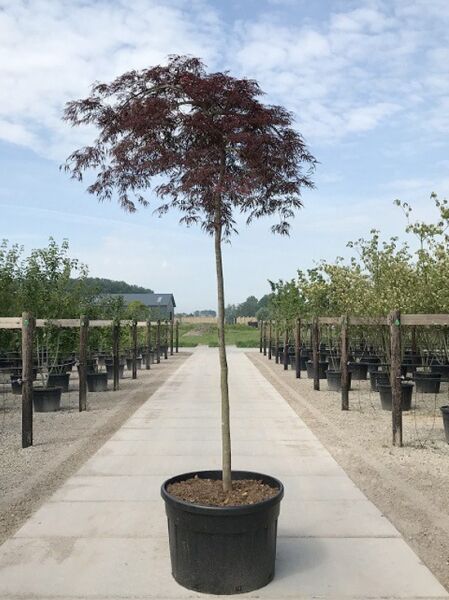 Acer palmatum 'Inaba shidare' – Fächer-Ahorn 'Inaba shidare' auf Stamm, Hochstamm 14-16 StU im Container mit rotem Laub