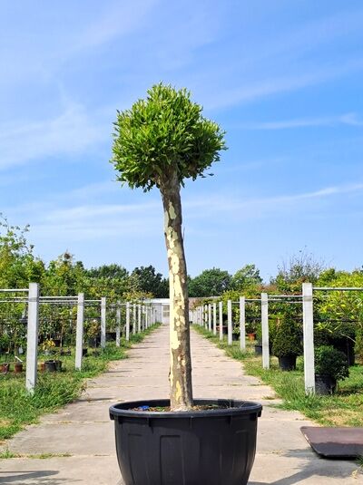 Kugel-Platane 'Alphen's Globe' - Platanus acerifolia 'Alphen's Globe' (876309)