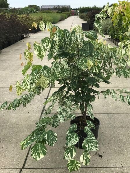 Kanadischer Judasbaum Cercis canadensis 'Alley Cat' 125-150 cm C20 im Container, mehrstämmig, grün-weiß panaschierte Blätter