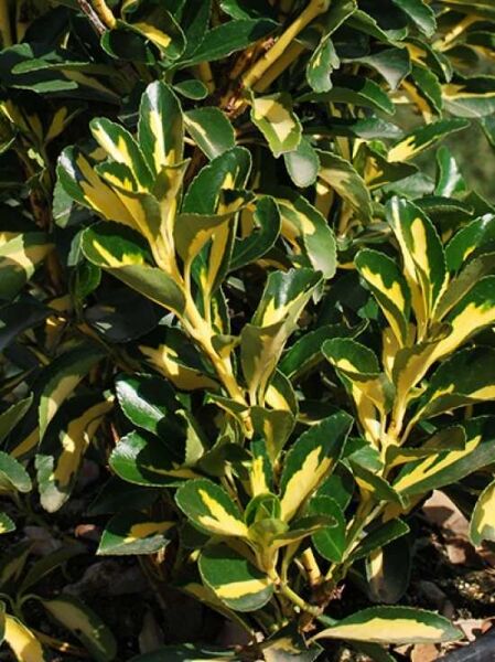 Japanischer Spindelstrauch 'Medio-pictus' / Euonymus japonicus 'Medio-pictus'