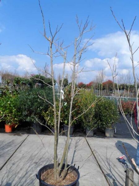 Seidenbaum Albizia julibrissin 'Ombrella' / 'Boubri' als Solitär im Container, hoher mehrtriebiger Stamm mit verzweigten Ästen.