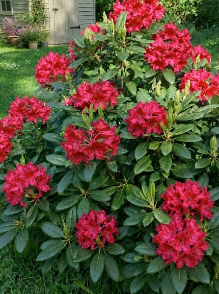 Rhododendron 'Melville' - Rhododendron Hybride 'Melville'