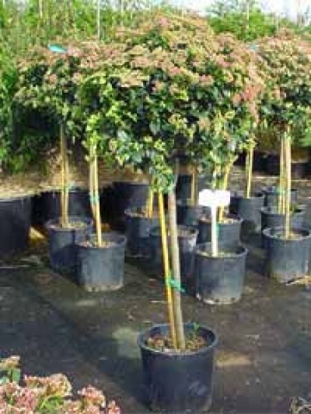 Viburnum tinus 'Eve Price' / Mittelmeer-Schneeball 'Eve Price' als Hochstamm, 50 cm Stamm, im Container C10.