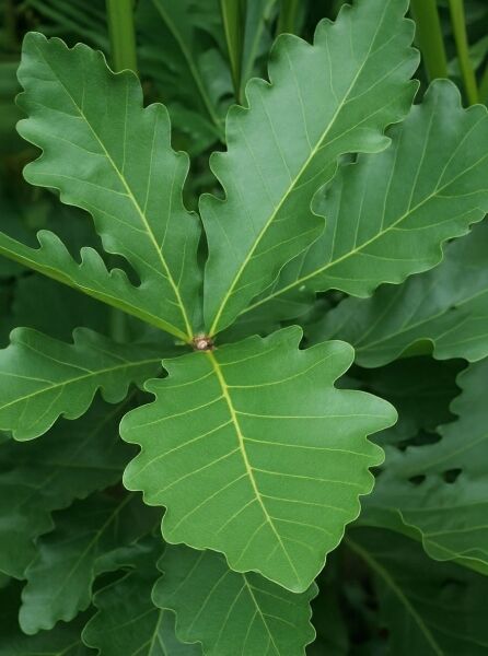 Japanische Kaiser-Eiche / Japanische Kaiser-Eiche