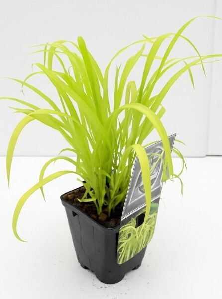 Milium effusum 'Aureum' / Gold-Flattergras 'Aureum' C1 im Topf mit hellgrünen, schmalen, überhängenden Blättern