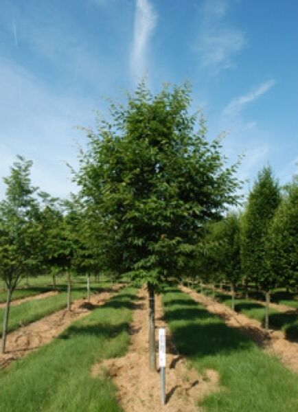 Japanische Zelkove 'Village Green' / Keakibaum 'Village Green' / Zelkova serrata 'Village Green'