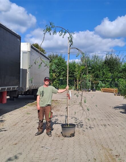 Sorbus aucuparia 'Pendula' – Hänge-Eberesche Hochstamm 10-12 StU im Container, Baum mit überhängenden Trieben und Stützpfahl