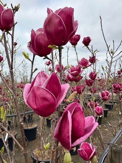 Magnolie 'Genie' - Magnolia 'Genie'  - Baumschule NewGarden