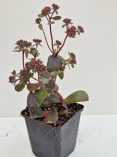 Sedum spectabile 'Purple Emperor' / Großes Fettblatt 'Purple Emperor' P9, Jungpflanze im Topf mit rötlichen Trieben und Knospenständen