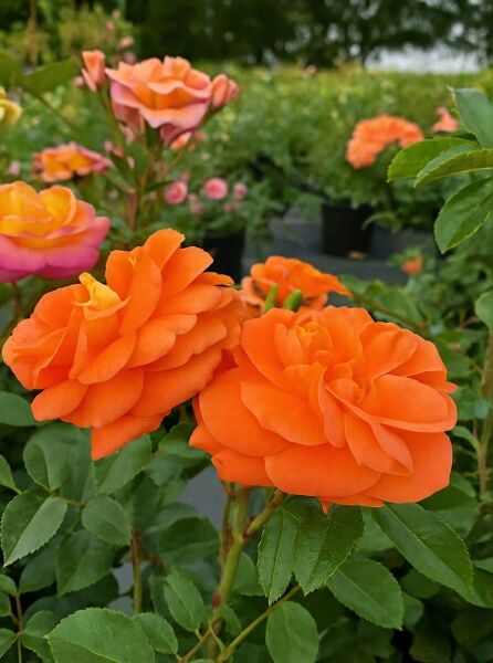 Rosa 'Mango'® / Beetrose 'Mango'® mit orangefarbenen, gefüllten Blüten und grünem Laub am Strauch