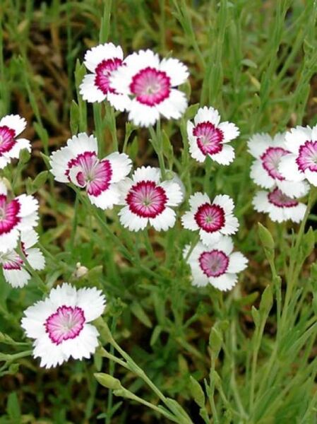 Garten-Heide-Nelke 'Arctic Fire' / Dianthus deltoides 'Arctic Fire'