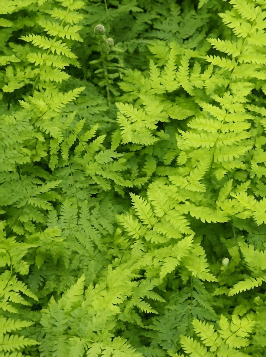 Glanz-Wurm-Farn - Dryopteris crassirhizoma - Baumschule NewGarden