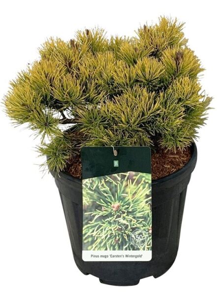 Zwerg-Kiefer 'Carsten's Wintergold' / Pinus mugo 'Carsten's Wintergold'