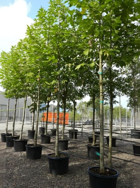 Platanus hispanica (Ahornblättrige Platane) Hochstamm 20-25 StU im Container, Jungbaum mit grünem Laub im Topf