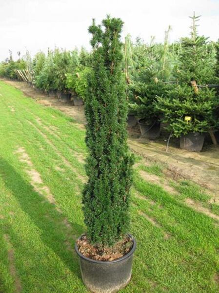 Taxus baccata 'Fastigiata' / Säulen-Eibe 'Fastigiata' 150-175 cm C35, säulenförmige Eibe im Container mit Nadeln