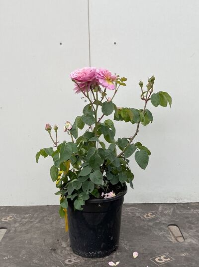 Englische Rose 'The Alnwick Rose' (Rosa 'The Alnwick Rose ®') im Topf, rosa Blüten, Knospen und grünes Laub, A-Qualität C5