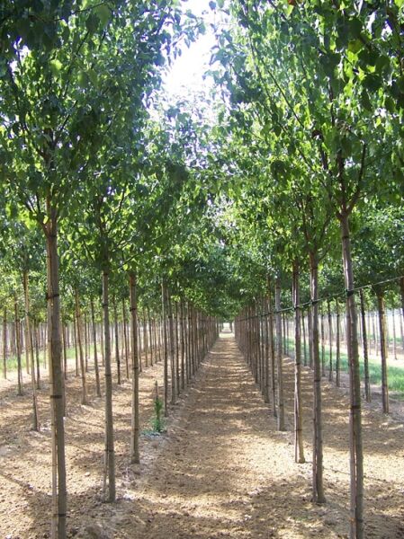 Pyrus communis 'Williams Christ' (Birne 'Williams Christ'/'Bartlett') Hochstamm 18-20 StU, Reihenpflanzung junger Bäume