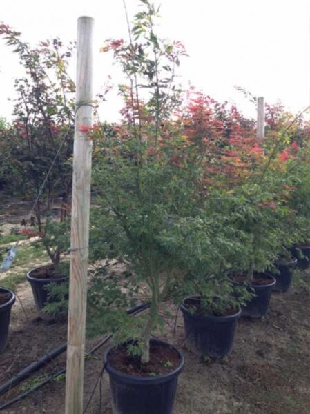 Fächerahorn Acer palmatum 'Kinran' im Container C50, ca. 150–175 cm, mehrstämmig mit grün-rot gefärbtem Laub.